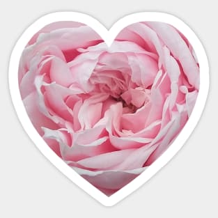 Delicate Pink Rose Flower Heart Sticker